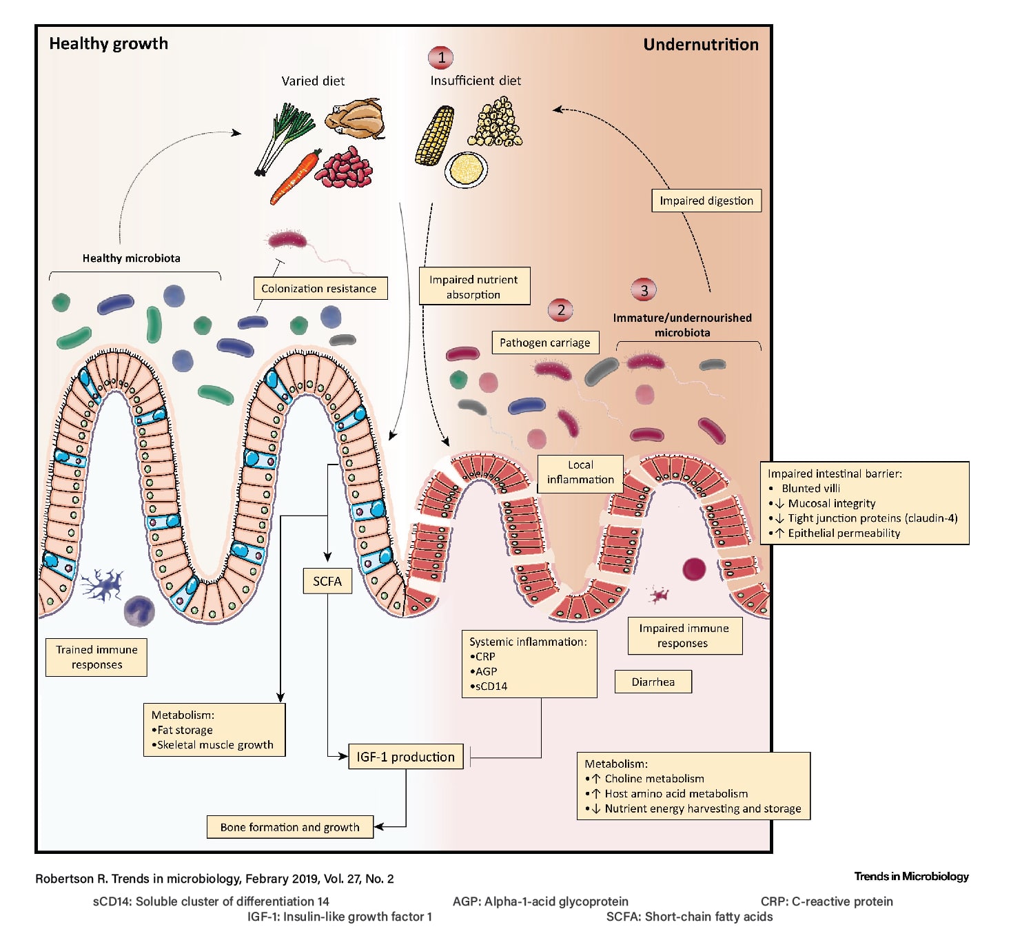the-human-microbiome-and-child-growth-first-1000-days-and-beyondpiipagev3-min